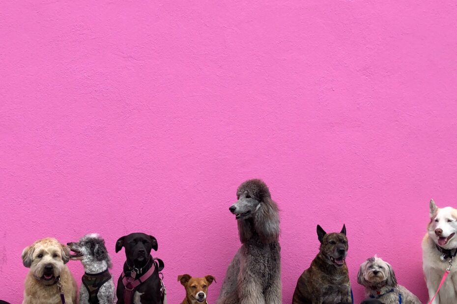 Exploring the Most Popular Dog Breeds in America Beloved Companions